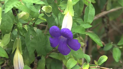 Moorea-purple-flower