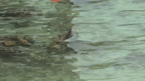 Papageienfische-Schwimmen-Im-Klaren-Wasser