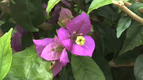 Bougainvilla-flower