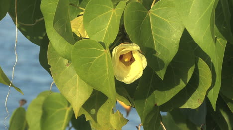 Raiatea-Gelbe-Blume-Am-Tropischen-Ufer