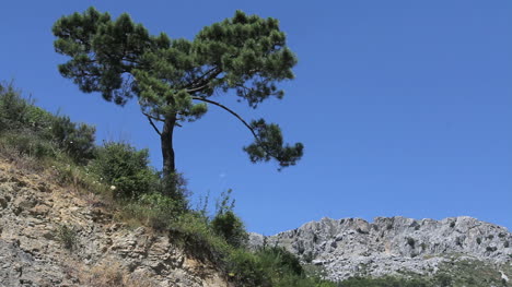 Andalusien-Einsame-Kiefer-Und-Felsen