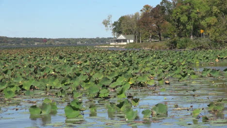 Illinois-Mississippi-River-with-water-lilies