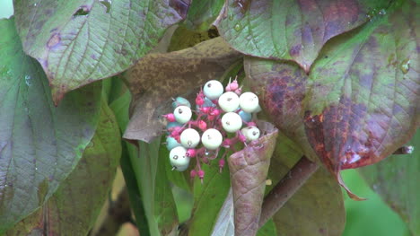 Minnesota-white-berries