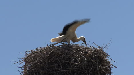 Spain-stork-flaps-wings