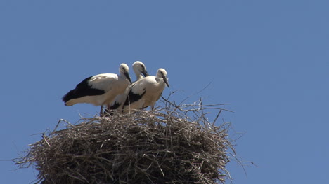 Spain-three-storks-1