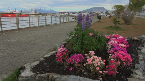 Ushuaia-Argentina-flowers-and-waterfront-s