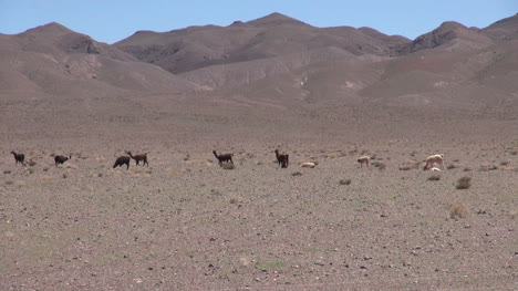 Chile-Atacama-Lamas-Aufgereiht-Vor-Lila-Hügeln-5