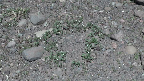 Chile-Atacama-Pflanzen-Bilden-Einen-Kreis-Auf-Zerklüftetem-Boden-1
