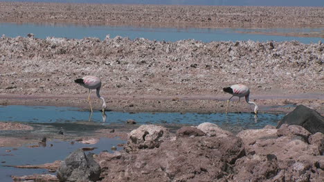 Atacama-Flamingos-Fressen-In-Einem-Pool