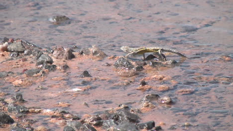 Chile-Atacama-Laguna-Chaxa-lizard-swaggers