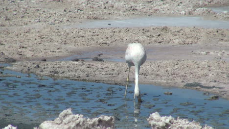 Atacama-Laguna-de-Chaxa-flamingo-feeds