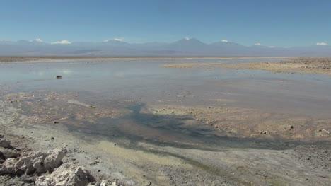 Chile-Atacama-Laguna-Chaxa-mud-paddies-14