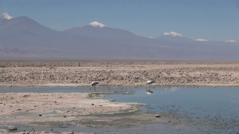 Atacama-Laguna-de-Chaxa-flamingos-s25