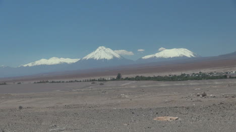 Chile-Atacama-Toconao-line-of-foliage-in-desert-1