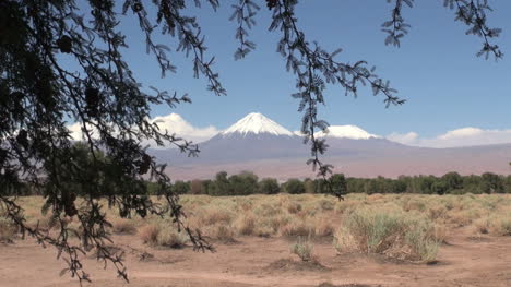 Atacama-The-Andes-range-seem-beyond-a-thorn-tree