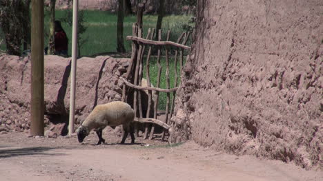 Atacama-San-Pedro-oasis-sheep-leaves-gate