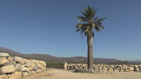Chile-Casa-Blanca-vineyards-with-palm-tree-s4