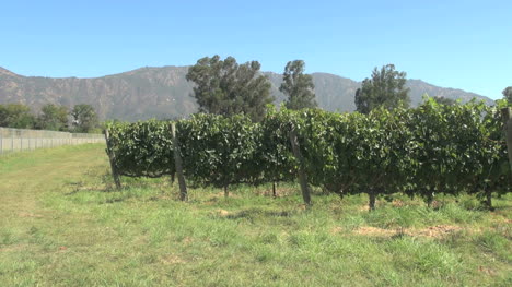 Chile's-Colchagua-Valley-vineyard