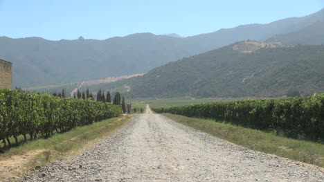 Chile-Straße-In-Einem-Colchagua-Tal-Weinberg