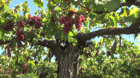 Chile-Colchagua-Valley-grapes-hanging-on-a-vine