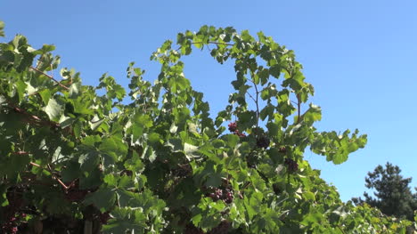 Grape-vines-in-the-Colchagua-Valley-of-Chile
