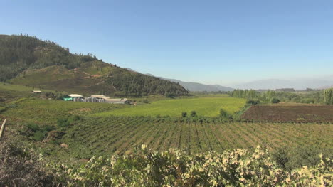Chile-Colchagua-Valley-vineyards-view