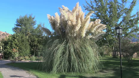 Chile-Colchagua-Valley-pampas-grass