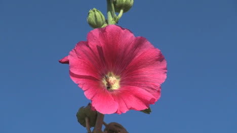 Chile-hollyhock-with-bee