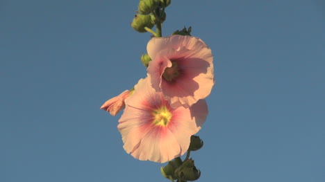 Chile-hollyhock-s1