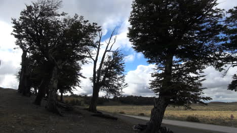 Patagonien-Bäume-Und-Wolken