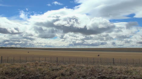 Patagonia-plains-rheas-s