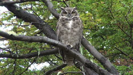 Patagonia-owl-winks