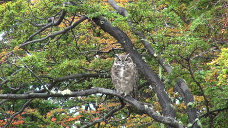 Patagonia-owl-in-tree