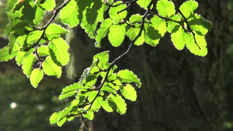 Patagonischer-Wald-Sonnenbeschienene-Blätter-S