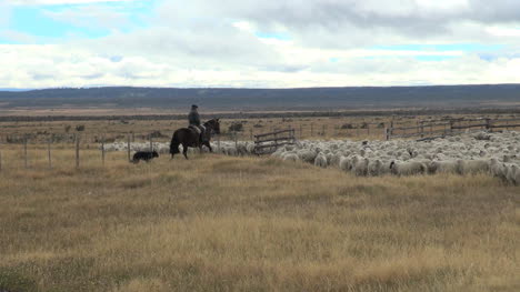 Patagonia-herding-sheep-s2