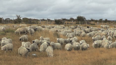 Patagonia-sheep-flock