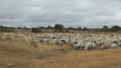 Patagonia-sheep-moving
