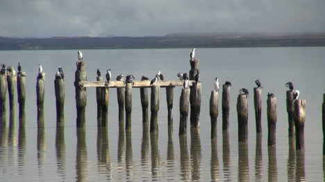 Puerto-Natales-birds-on-posts-s2