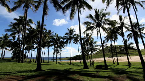 Anakena-Beach-palm-grove-on-Easter-Island