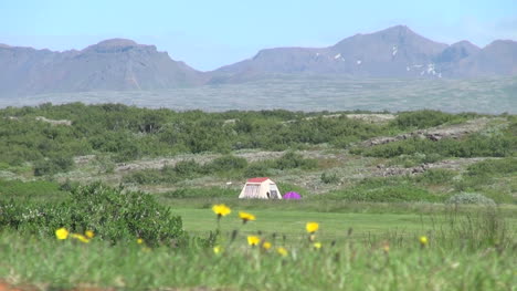 Island-Pingvellir-Zelt-Und-Blumen