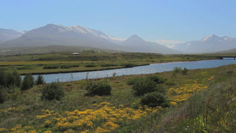 Islandia-Eyjafjordur-área-Con-Flores-Amarillas-C