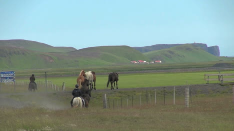Iceland-Horses-gallop-onto-a-meadow