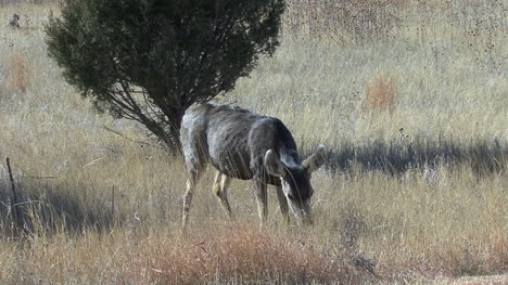New-Mexico-deer-eats-then-walks