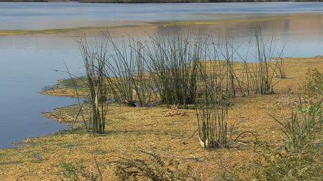 Idaho-Snake-Río-reeds-and-scum