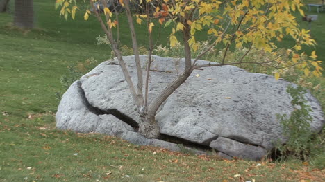 Idaho-zooms-on-tree-in-rock-crack