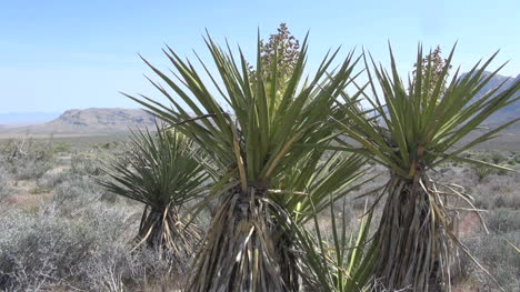 Nevada-yuccas