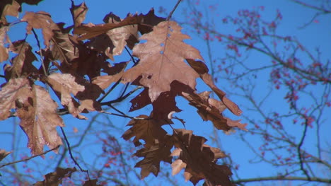 West-Virginia-brown-oak-leaves