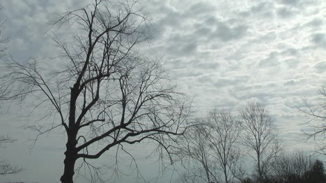 Clouds-move-rapidly-past-a-barren-tree