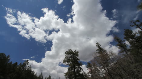 A-time-lapse-view-of-clouds-above-forest-trees