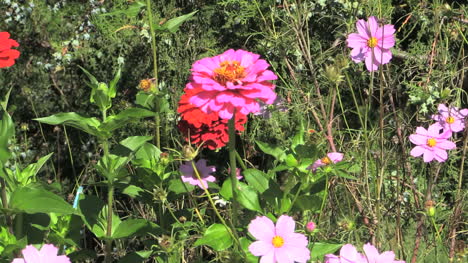 Flores-De-Rumania-Zoom-Sobre-Zinnia-Cx
